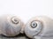 Neverita Duplicata Shark Eye Sea Snail Shell