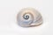 Neverita Duplicata Shark Eye Sea Snail Shell