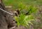 New ash leaves on a twig lush green color close-up developing leaf tree blurred background