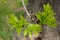 New ash leaves on a twig lush green color close-up developing leaf tree blurred background