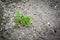 A new beginning young plant grow in a dry soil