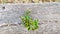 New blossoming  sprigs on tree trunk