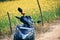 New blue color scooty stand beside a mustard field with green and yellow background