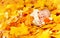 New Born Autumn Baby Sleeping, Newborn Kid Fall Yellow Leaves