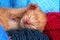 New born baby cat sleeping. Cute beautiful little few days old orange cream color kitten. Newborn abandoned rescued