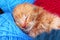 New born baby cat sleeping. Cute beautiful little few days old orange cream color kitten. Newborn baby cat sleeping
