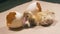 New-born baby duck is shaking near the broken eggshell