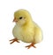 A new born baby yellow chicks - Stock image