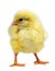 A new born baby yellow chicks - Stock image