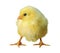 A new born baby yellow chicks - Stock image