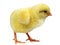 A new born baby yellow chicks - Stock image
