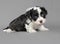 New born Bichon Havenese puppy