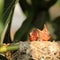 New born bird wait mother give food to them