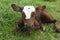 New born calf on a diary farm.