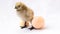 New born chick and eggs on white use for beginning concept, Happy Easter holiday