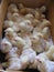 New born chiken. A group of little Bio chickens on a home farm. Natural day light.