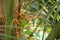 New born coconut buds with green background