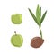 New born coconut. set. Vector illustration of a nut. Sprout and the beginning of life of a tree in the style of hand