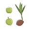 New born coconut. set. Vector illustration of a nut. Sprout and the beginning of life of a tree in the style of hand drawing