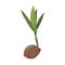 New born coconut. Vector illustration of a nut. Sprout and the beginning of life of a tree in the style of hand drawing
