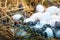 New born Crocodile baby incubation hatching eggs lying on the straw