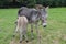 New Born Donkey Suckling His Mother In A Farm In Asturias.