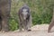 New born female asian elephant playing