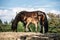 New born foal on a farm