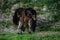 New born foal on a farm