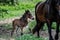 New born foal on a farm