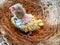 New born Forpus parrot in the nest