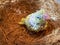 New born Forpus parrot in the nest
