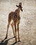 A new-born giraffe male calf