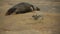 A new born grey seal pup, halichoerus grypus, lying on the beach near its resting mother at Horsey, Norfolk, UK.