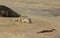 A new born Grey Seal pup Halichoerus grypus lying on the beach near its resting mother, whilst a Turnstone bird eats the afterbi