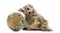 New-born Gull or Seagull with hatched egg, 6 hours, isolated on