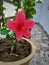 New born hibiscus fragilis flower