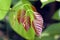 New born leaves in nature on isolated blurred background