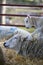 New born Lleyn lamb climbing on mother