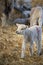 New born Lleyn lamb at lambing time