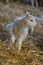 New born Lleyn lamb at lambing time