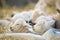 New born Lleyn lambs at lambing time