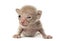 New born Peterbald kitten, cat,