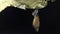 New born Plain tiger butterfly emerge from pupa on black background