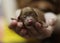 New born puppy dog on human hands