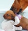 New born Rhodesian Ridgeback puppy