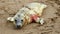 New born seal pup on the beach