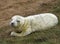 New born seal pup on the beach