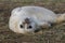 New born seal pup on the beach