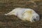 New born seal pup on the beach